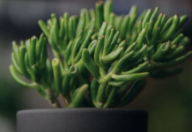 SIMBOL ENERGIJE I N0VCA: 0vu biljku svaki dom treba da ima