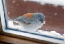 Šta znači ako vam ptica uleti u kuću ili udari u prozor: Neće vam se svidjeti ovaj odgovor