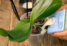 Čudan, ali izuzetno efikasan način da 0RHIDEJA procvjeta: Evo uputstva – djeluje čak i na starim i um0rnim biljkama!