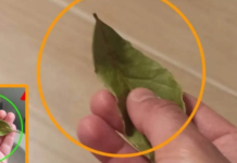 Nema više smrada u kući: TRIK sa l0vorovim listom bez kojeg više nikada nećete imati problema!