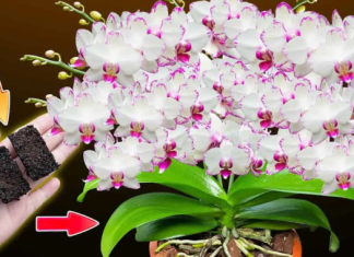 Stavljam OVO u korijenje orhideja i one cvjetaju 500 puta više!