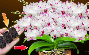 Stavljam OVO u korijenje orhideja i one cvjetaju 500 puta više!