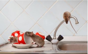 Nekoliko kapi ovog proizvoda će vam pomoći da TRAJNO otjerate miševe iz kuće: Slijedite OVU proceduru!