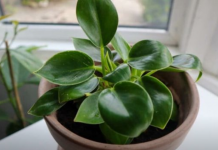 Dodajte malu količinu ovog sastojka u posudu i vaše će sobne biljke napredovati kao nikada prije: RAST ĆE KAO LUDE!