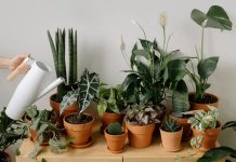 Kako sačuvati biljke tokom zime: Dodajte 1 neobičan sastojak u vodu za zalivanje i bujaće kao u proleće