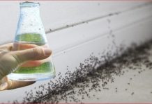 Sa samo jednom kapljicom, možete učiniti da mravi trenutno nestanu – nevjerojatno učinkovit trik za vaš dom!