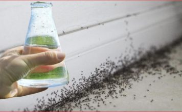 Sa samo jednom kapljicom, možete učiniti da mravi trenutno nestanu – nevjerojatno učinkovit trik za vaš dom!