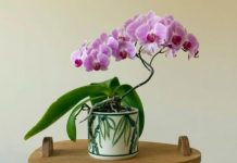 POSPITE OVAJ PRAH PREKO ORHIDEJA I GLEDAJTE PRAVO ČUDO: Ako VENU, ovaj TRIK morate da isprobate, BUJAĆE KAO LUDE