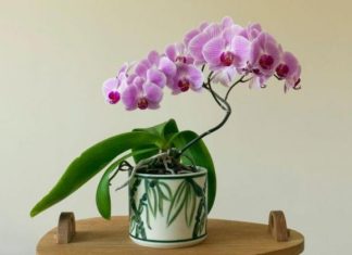 POSPITE OVAJ PRAH PREKO ORHIDEJA I GLEDAJTE PRAVO ČUDO: Ako VENU, ovaj TRIK morate da isprobate, BUJAĆE KAO LUDE