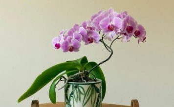 POSPITE OVAJ PRAH PREKO ORHIDEJA I GLEDAJTE PRAVO ČUDO: Ako VENU, ovaj TRIK morate da isprobate, BUJAĆE KAO LUDE