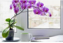 Izvadite je iz lonca i potopite u ovu vodu: Orhideja će pustiti puno novih korijena i cvjetati kao luda!