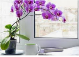 Izvadite je iz lonca i potopite u ovu vodu: Orhideja će pustiti puno novih korijena i cvjetati kao luda!