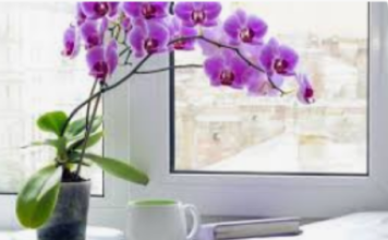 Izvadite je iz lonca i potopite u ovu vodu: Orhideja će pustiti puno novih korijena i cvjetati kao luda!