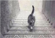 PSIHOLOŠKI TEST – DA LI MAČKA SA SLIKE SILAZI ILI SE PENJE UZ STEPENICE: Odgovor otkriva kakva ste ličnost zapravo!