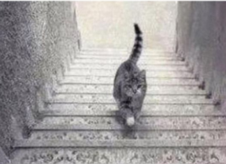 PSIHOLOŠKI TEST – DA LI MAČKA SA SLIKE SILAZI ILI SE PENJE UZ STEPENICE: Odgovor otkriva kakva ste ličnost zapravo!