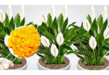 Stavite samo mrvicu ovog sastojka u saksiju, sobne biljke nikada neće uvenuti: BUJAT ĆE KAO LUDE