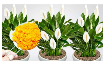 Stavite samo mrvicu ovog sastojka u saksiju, sobne biljke nikada neće uvenuti: BUJAT ĆE KAO LUDE