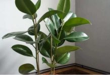 FIKUS ĆE LISTATI I RASTI KAO LUD:Sipajte samo jedan neočekivani sastojak u saksiju i gledajte magiju