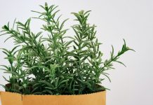 Ova magična biljka vekovima služi kao amajlija u kući: Obavezno je nabavite, evo i zbog čega