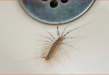 VEĆ SU SVUDA! AKO VIDITE OVU BUBU NA ZIDU, NI SLUČAJNO JE NE UBIJAJTE: Jezive su, ali ukazuju na jedan veliki problem koji imate u kući