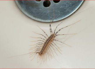 VEĆ SU SVUDA! AKO VIDITE OVU BUBU NA ZIDU, NI SLUČAJNO JE NE UBIJAJTE: Jezive su, ali ukazuju na jedan veliki problem koji imate u kući