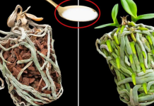 Samo joj dajte 1 kašiku i uništena ORHIDEJA će niknuti mnogo novih korijena!