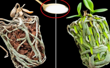 Samo joj dajte 1 kašiku i uništena ORHIDEJA će niknuti mnogo novih korijena!