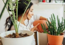 OVU BILJKU MORATE UVIJEK DA NOSITE SA SOBOM: Zaboravit ćete nabolesti, loš san i depresiju