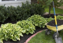 Zaboravite na čupanje korova: Dovoljno je da pospete 1 namirnicu po njemu, biće uništen