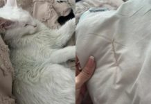 Tražila je savjet jer joj je mačka ‘promijenila’ boju: Tako je saznala gorku istinu o mužu