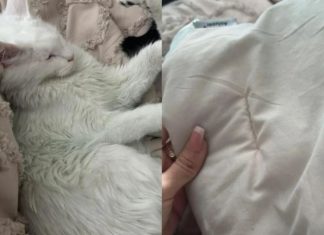 Tražila je savjet jer joj je mačka ‘promijenila’ boju: Tako je saznala gorku istinu o mužu