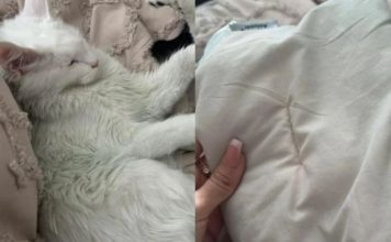 Tražila je savjet jer joj je mačka ‘promijenila’ boju: Tako je saznala gorku istinu o mužu