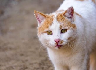 Kada vam se mačka lutalica pojavi na kućnom pragu, ne bira vas bez razloga: Evo šta to znači i šta vam donosi