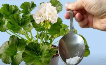 Odmah je procvetao! Samo 1 kašičica bilo kog sobnog cveća će zagarantovano procvetati!