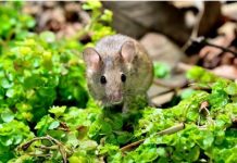 Miševi od ove mešavine BEŽE ŠTO DALJE od vaše kuće i bašte: Potrebna su vam samo 2 sastojka koja već imate kod kuće