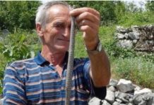 Ako u svome dvorištu imate problem sa zmijama: Ovo su stvari koje zmije mrze i bježe glavom bez obzira od njih