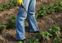 Ovaj SEOSKI TRIK ubija krompirove zlatice bolje od hemikalija : Samo to učinite i prestanite je tražiti na krompiru!