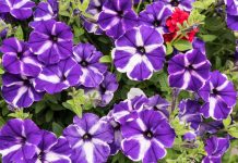 Ako posadite ovo cveće na balkon, sreća će cvetati u vašem domu: Evo kako se pravilno neguje biljka koju ima svaka druga kuća u Srbiji