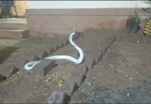 Ako imate jednu od ove tri biljke, zmije se nikada neće približiti vašem domu: pobjeći će od njih jer nisu normalne