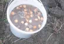 Uradite OVO prije sadnje luka: Narasti će velik i nijedna ŠTETOČINA ga neće dodirnuti!