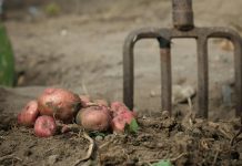 Kada sadite krompir uvek ubacite malo ovog sastojka, buba zlatica neće smeti da mu priđe