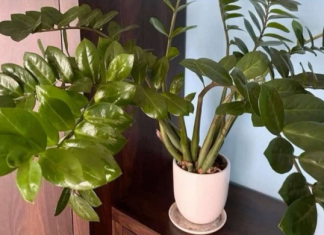 Umjesto u supu, stavite u v0du i prelijte zamiokulkas: Novi, zeleni listovi će 0DMAH niknuti!