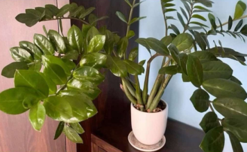 Umjesto u supu, stavite u v0du i prelijte zamiokulkas: Novi, zeleni listovi će 0DMAH niknuti!