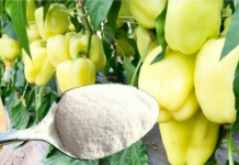 1 žlica za papriku u MAJU i ona ODMAH raste, oživljava i rađa 5 PUTA više: To je vrlo važan korak!