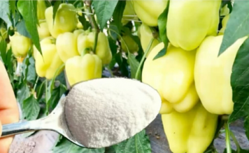 1 žlica za papriku u MAJU i ona ODMAH raste, oživljava i rađa 5 PUTA više: To je vrlo važan korak!