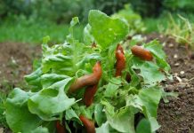 Proveren način da se isteraju puževi iz bašte: Štetočine neće smeti ni da priđu vašem cveću i povrću