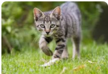 ZAŠTO MAČKA PRATI VLASNIKA U STOPU: Ako ide s vama čak i u WC, EVO ŠTA VAM PORUČUJE