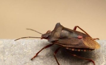 Smrdibube se strašno plaše mirisa ove biljke: Nabavite je i zauvijek ćete ih otjerati iz svog doma