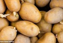 OVO MORATE ZNATI: Smije li se krompir jesti nakon što proklija? Evo šta kažu stručnjaci