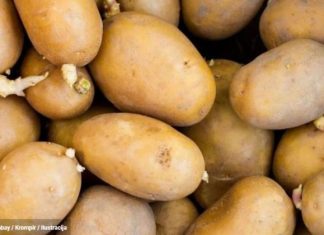 OVO MORATE ZNATI: Smije li se krompir jesti nakon što proklija? Evo šta kažu stručnjaci
